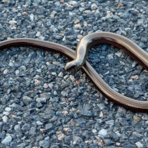Ring snake in Sweden!